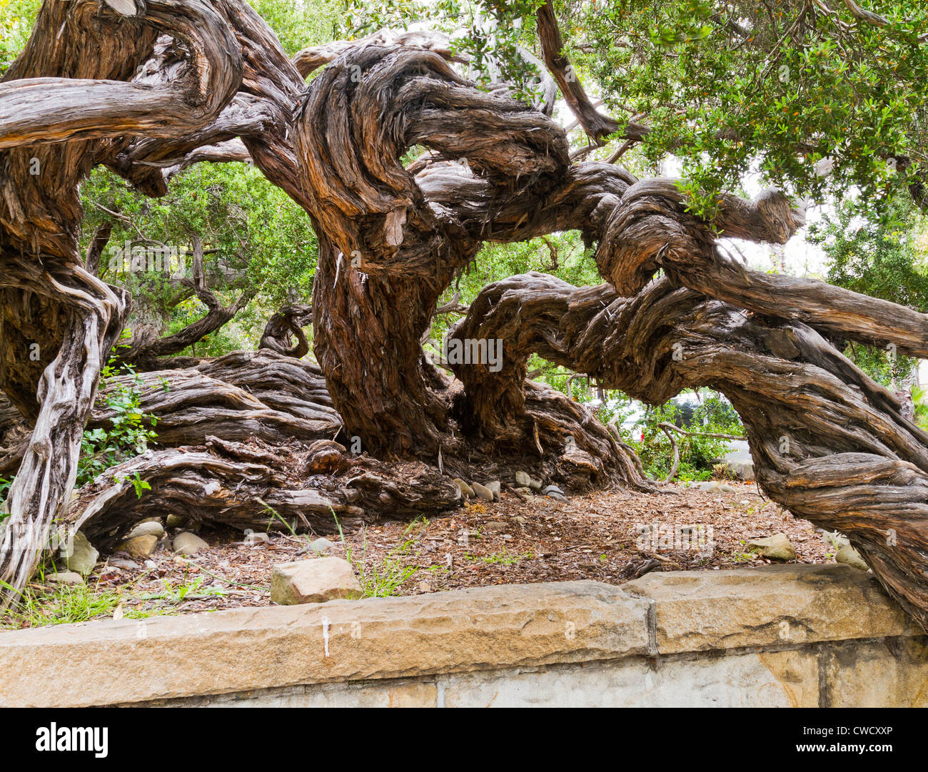 Gnarly Un arbre grandit dans un parc dans "Santa Barbara", en Californie Banque D'Images