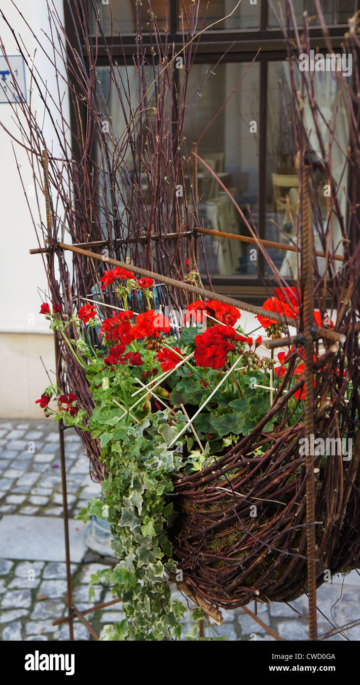 Un panier en bois avec des géraniums rouges Banque D'Images