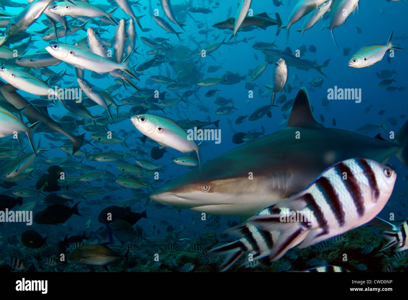 Requin Carcharhinus albimarginatus Silvertip close-up dans le lagon de Beqa, Fidji, Pacifique Sud Banque D'Images