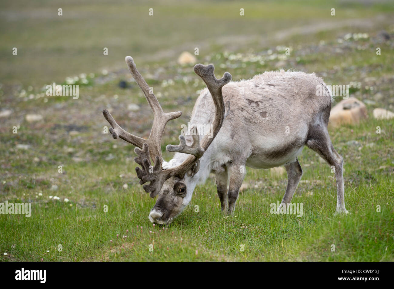 Renne du Svalbard, Rangifer tarandus platyrhynchus, Monte Carlo, Banque D'Images