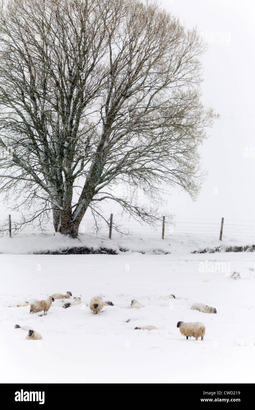 Les moutons dans la neige ; l'hiver ; et l'Écosse ; Royaume-Uni ; Cairngorm Banque D'Images