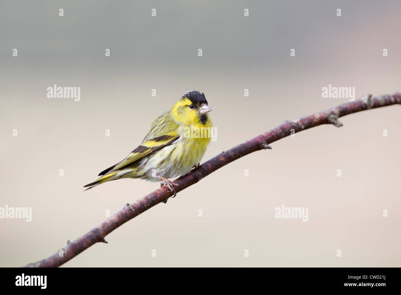 Siskin Carduelis spinus ; ; Écosse ; Royaume-Uni ; l'hiver Banque D'Images