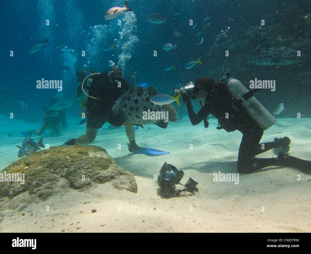 Plongée sous-touristes nourrir une énorme patate (Epinephelus tukula) sur la Grande Barrière de Corail, en Australie. Banque D'Images