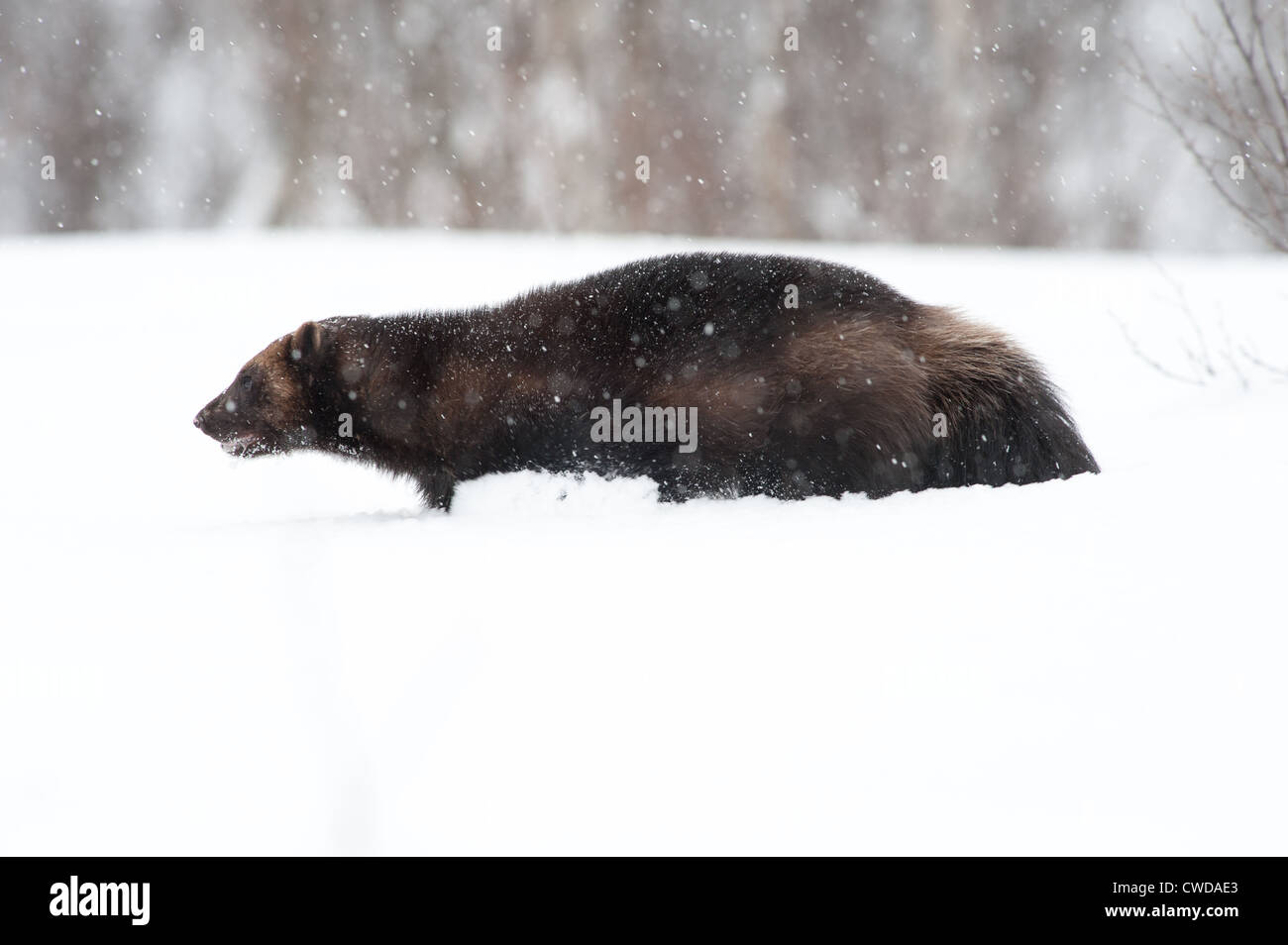 Wolverine dans la neige, Norvège Banque D'Images