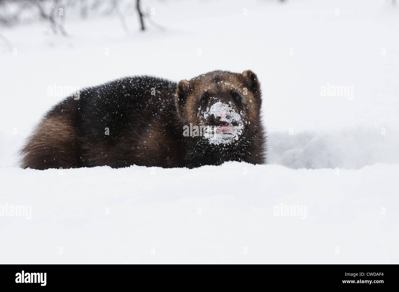 Wolverine dans la neige, Norvège Banque D'Images