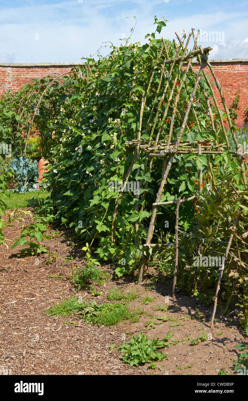 Scarlet runner beans grandir un important cadre d'Hazel poteaux bean. Banque D'Images