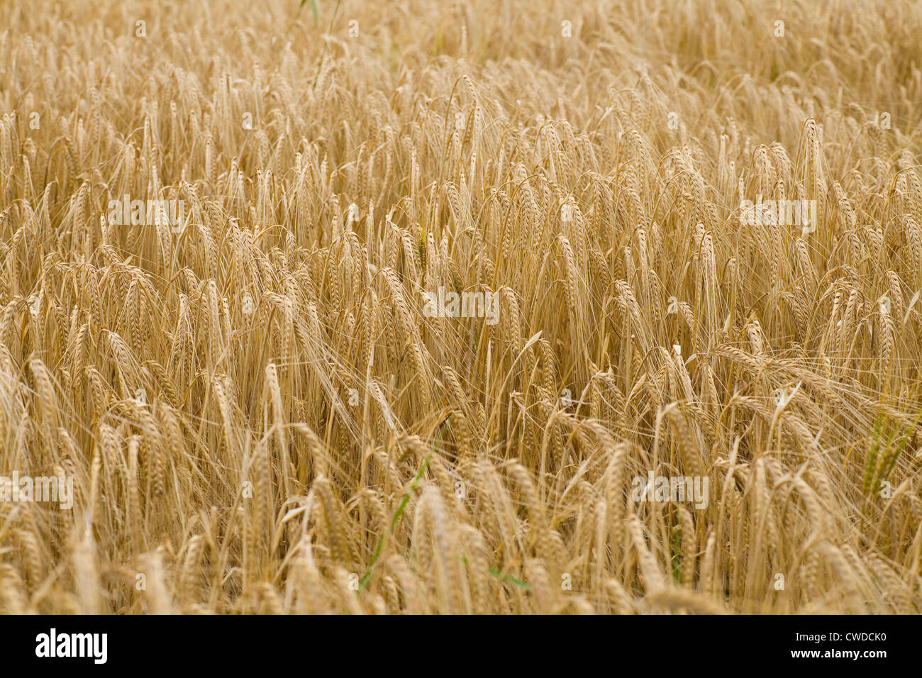 L'orge (Hordeum vulgare L ) prêts pour la récolte 2012 à Norfolk, Royaume-Uni. Banque D'Images