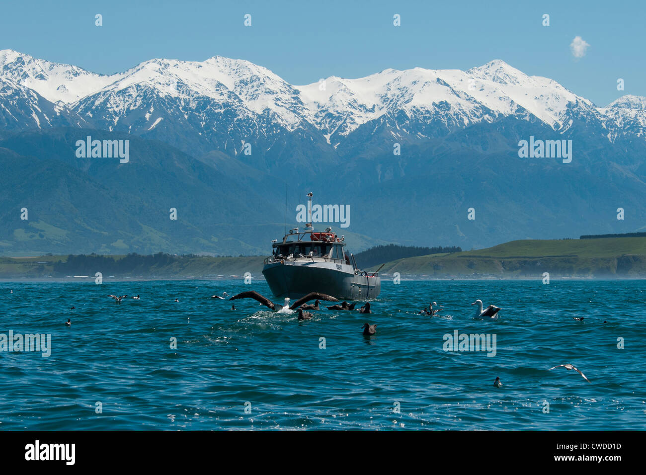 En vertu enneigés des gammes de Kaikoura albatros et autres oiseaux marins sont regarder un bateau de pêcheurs sur l'océan Pacifique. Banque D'Images