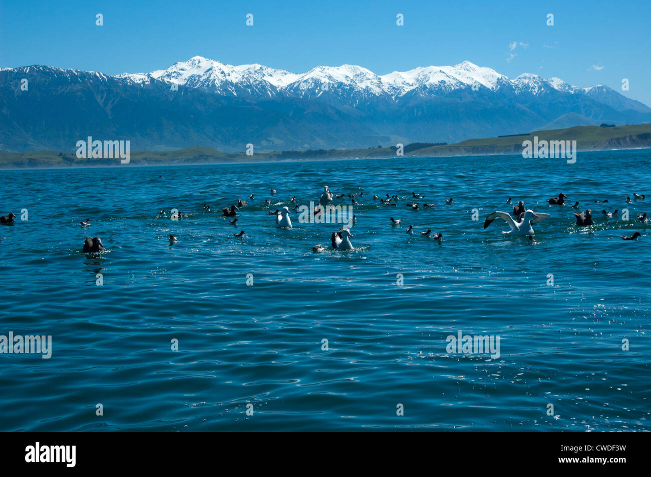 Albatros hurleurs et beaucoup d'autres oiseaux de mer nager dans l'océan Pacifique en face de la plage de Kaikoura en Nouvelle Zélande. Banque D'Images