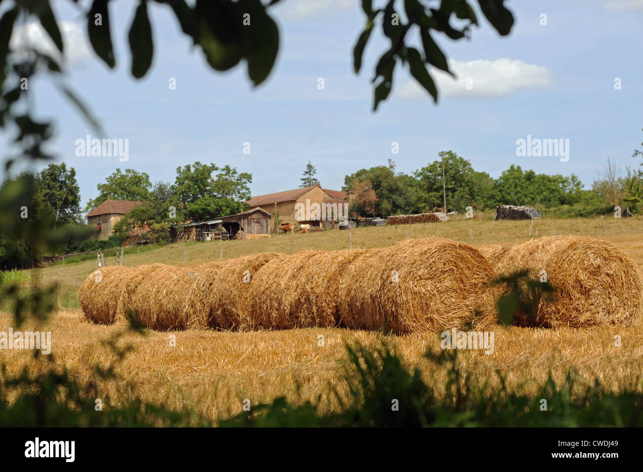 Bottes de foin dans une ferme dans la région de Lot et de la Dordogne, Sud Ouest France Europe Banque D'Images