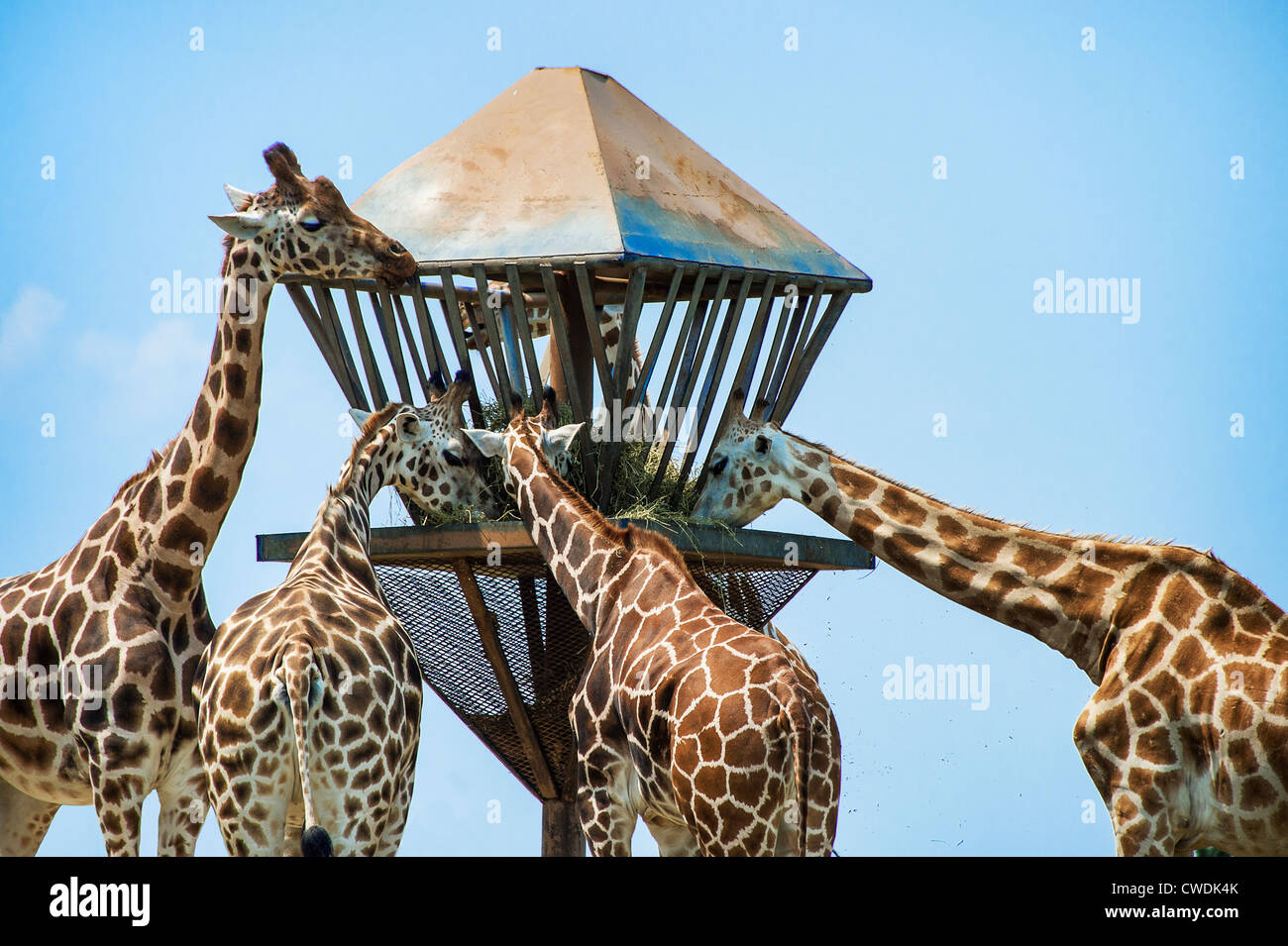 Les Girafes se nourrir, Safari, Six Flags, New Jersey, USA Banque D'Images