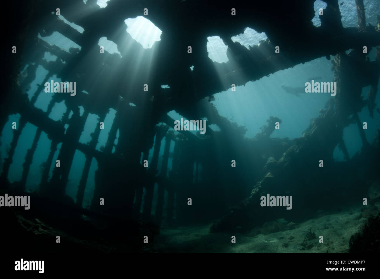 Un apnéiste descend dans une crevasse profonde qui coupe dans une île calcaire. La Floride, les Îles Salomon, îles de l'océan Pacifique. Banque D'Images