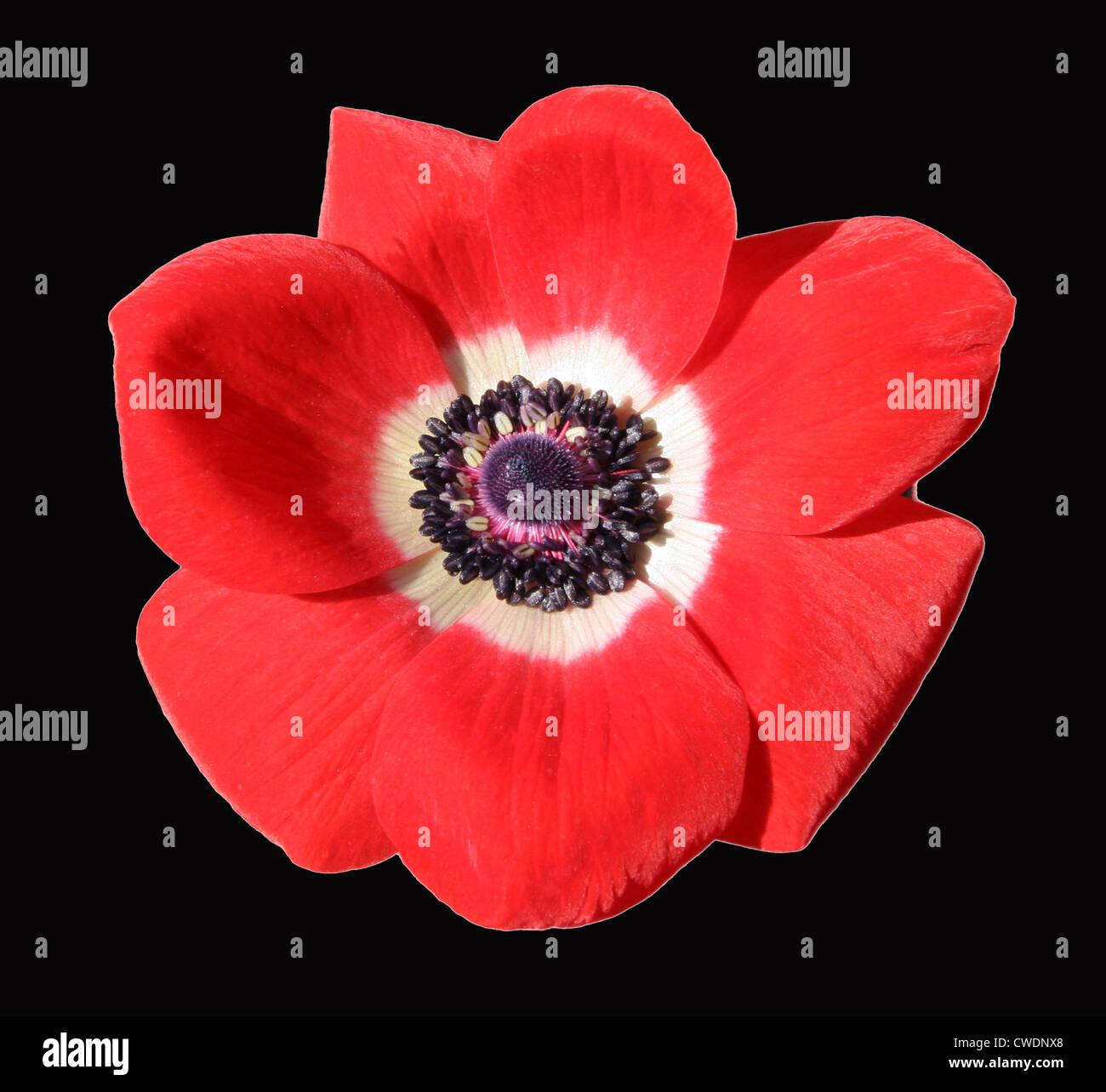 Ranunculaceae anémone coronaria ( ). Banque D'Images