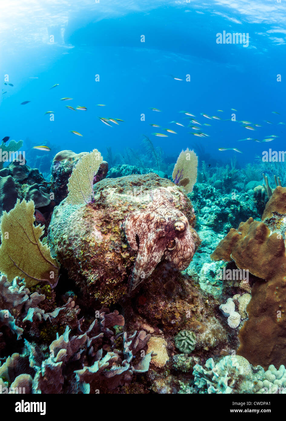 Caribbean Reef Octopus (Octopus briareus) au large de la côte de Roatan Honduras Banque D'Images