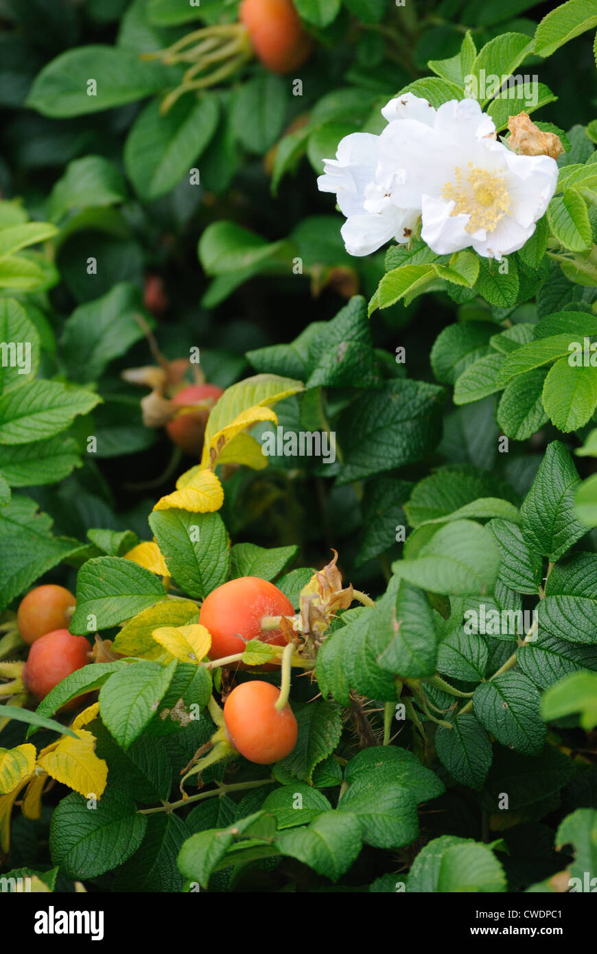 Blanc à froufrous roses sauvages et orange Pommes sur un buisson, à Oceanside dans le Maine. Les oiseaux et les abeilles aiment les fleurs colorées et les fruits. Banque D'Images