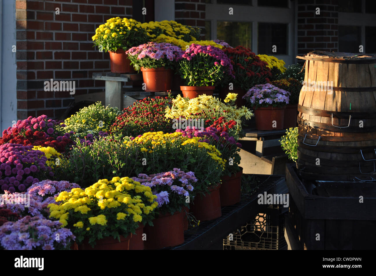 Des paniers et des boisseaux de chrysanthèmes colorés décorent cette route Nouvelle Angleterre chaque automne. Banque D'Images