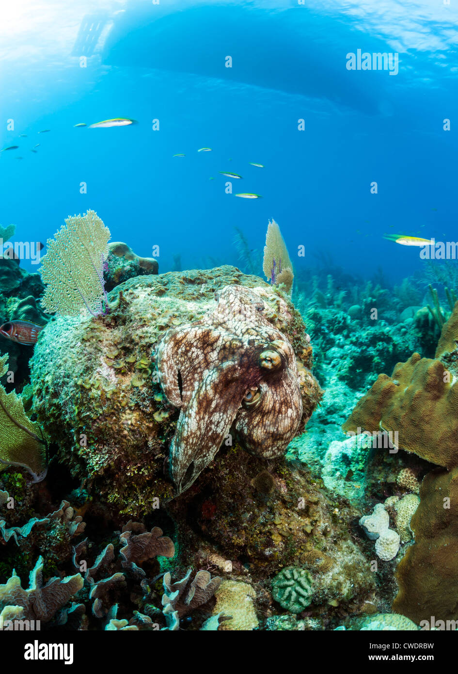 Caribbean Reef Octopus (Octopus briareus) je Banque D'Images