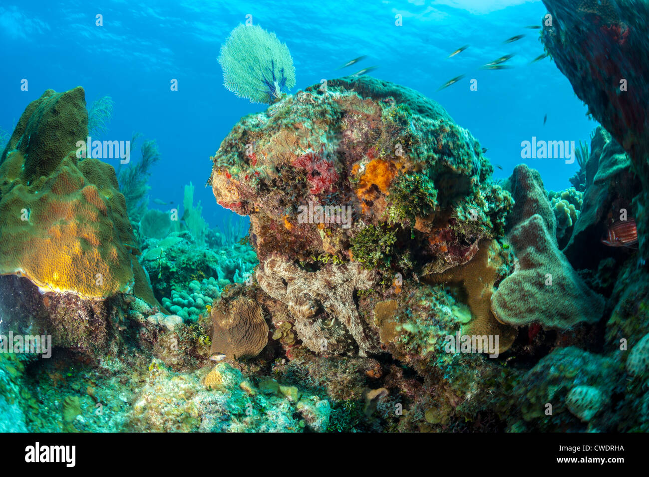 Caribbean Reef Octopus (Octopus briareus) sur les récifs coralliens des Caraïbes en Honduras à Roatan Banque D'Images
