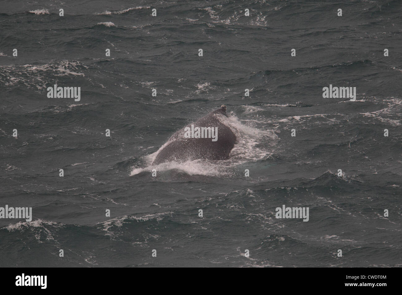 Baleine à bosse Megaptera novaeangliae surfacing off' Établissement"Sumburgh Head Shetland Islands Scotland UK Banque D'Images