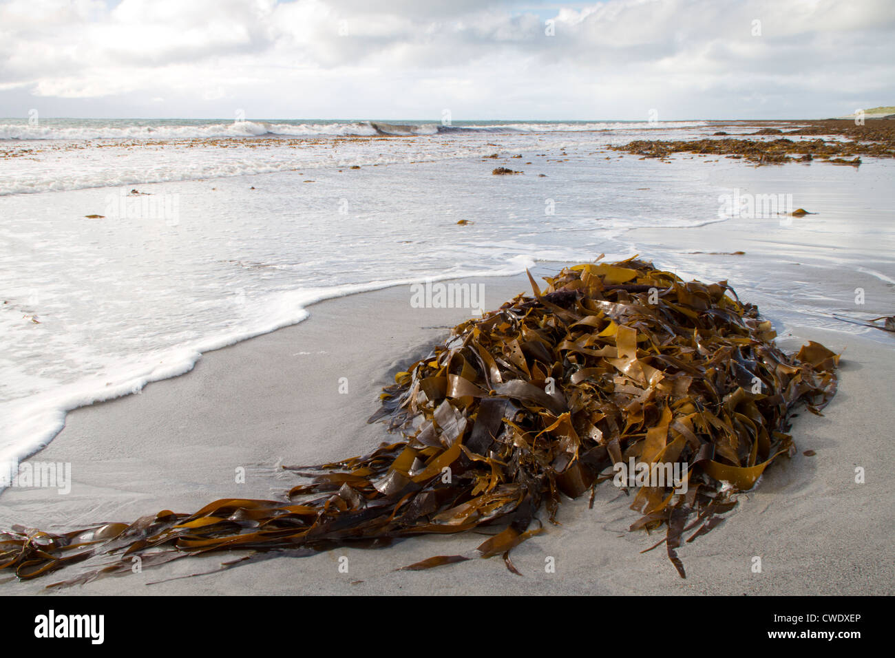 Mauvaises herbes de mer échoué sur une plage. Banque D'Images