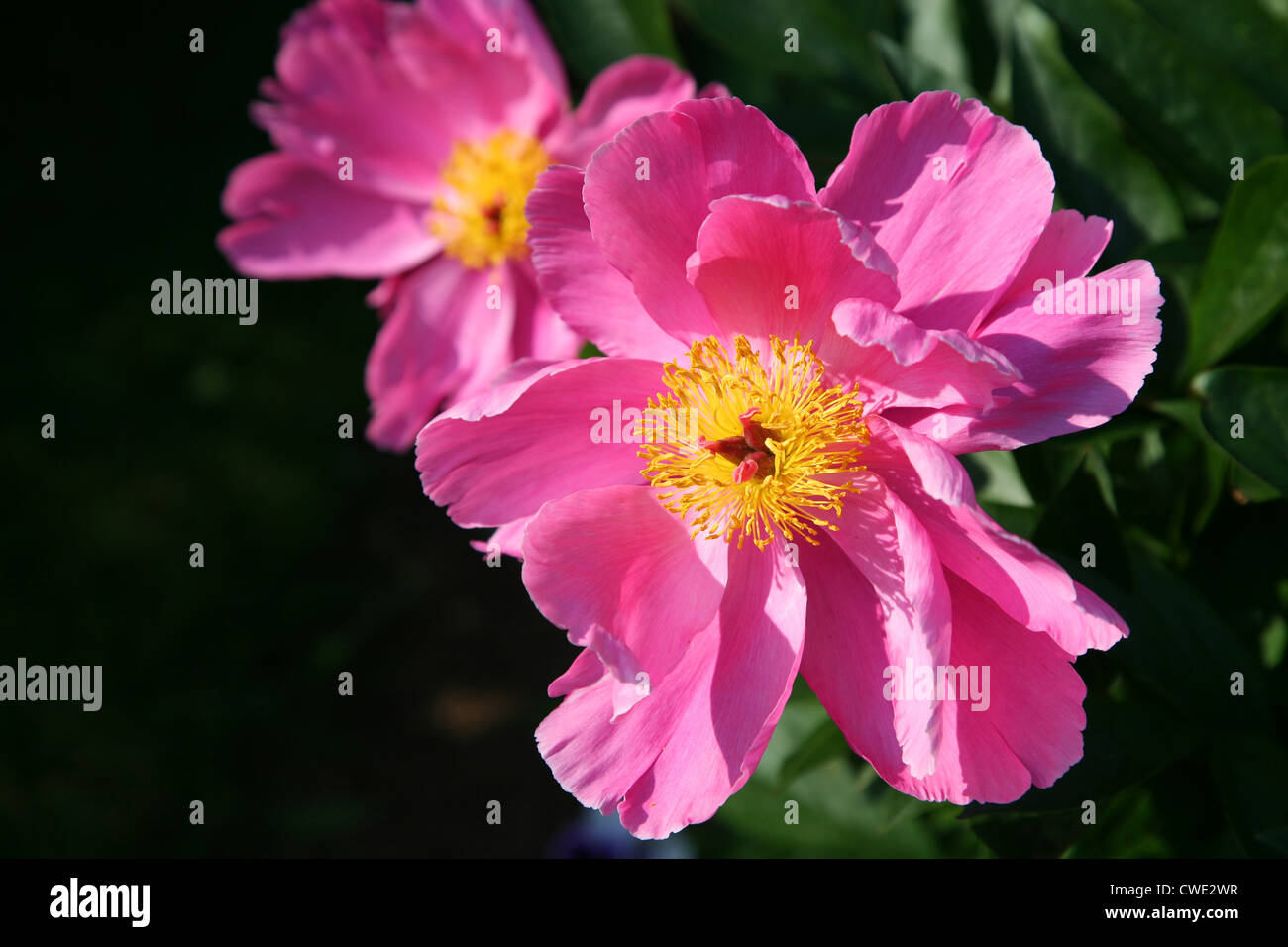 Un seul jardin floraison de la pivoine dans le jardin au printemps. Banque D'Images