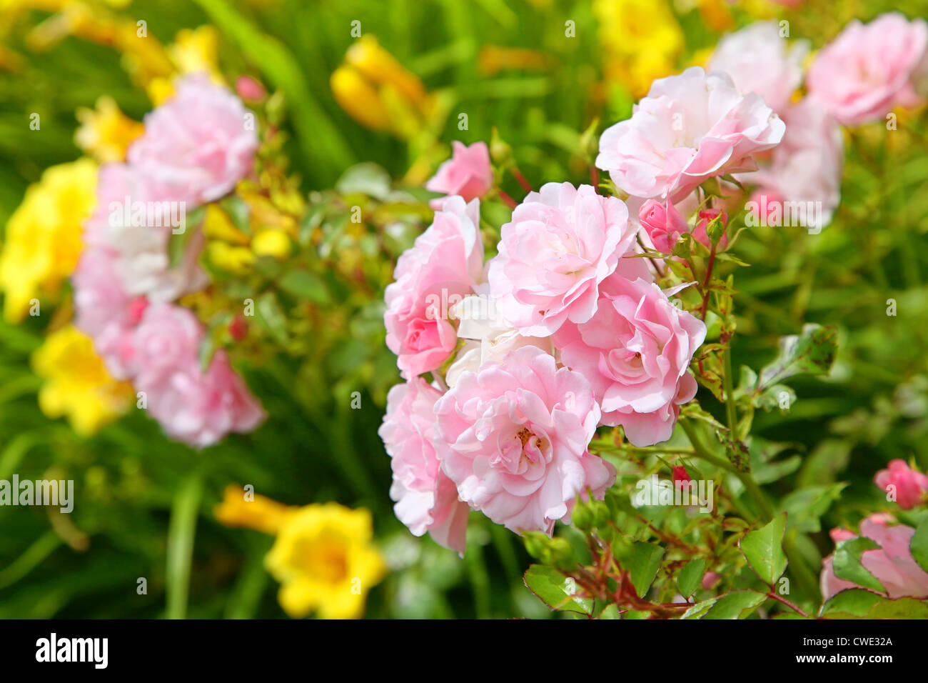 La floraison des roses rose doux en été, arrière-cour jardin. Banque D'Images
