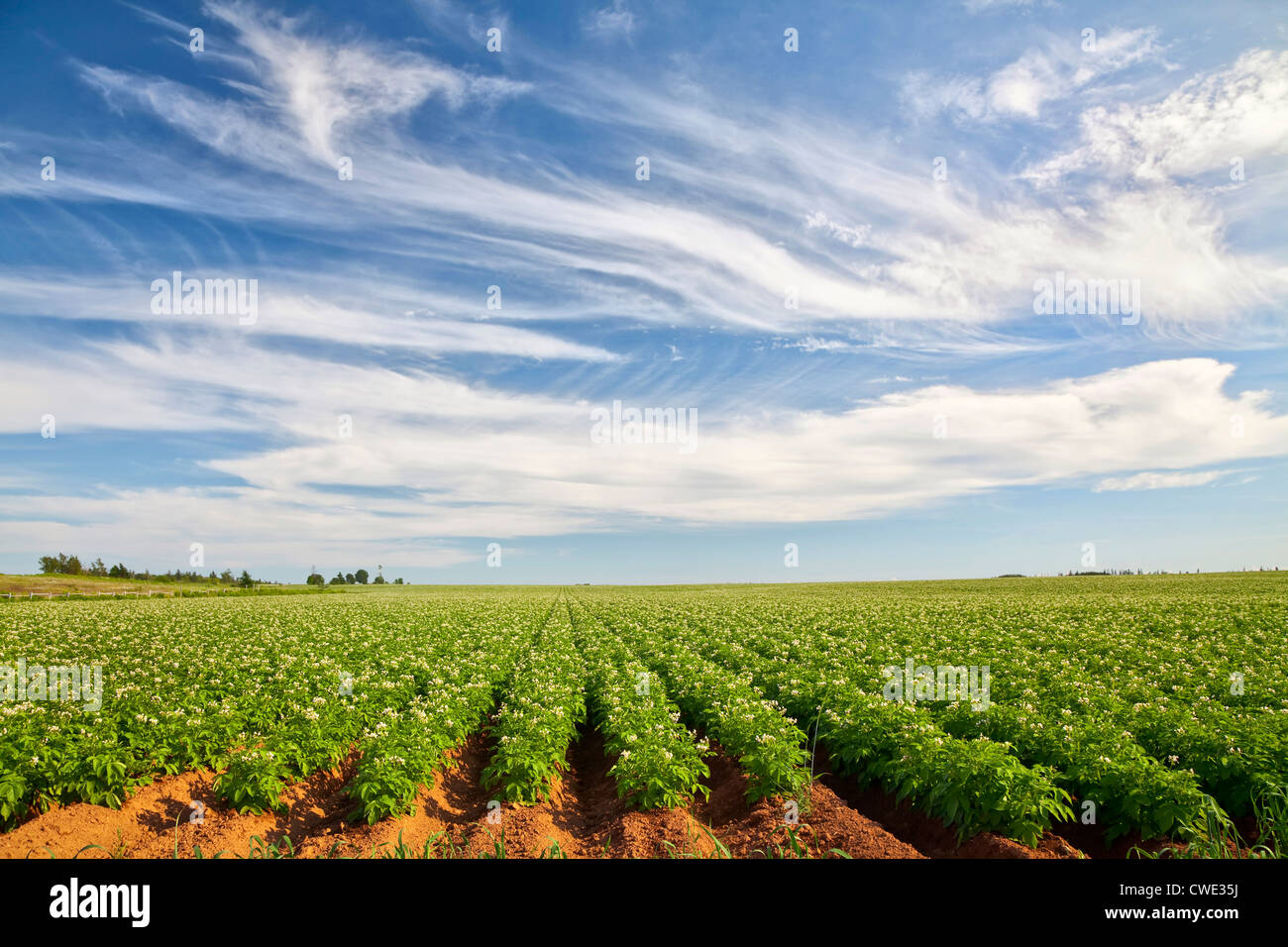 Champ de pommes de terre dans les régions rurales de l'Île du Prince-Édouard, Canada Banque D'Images