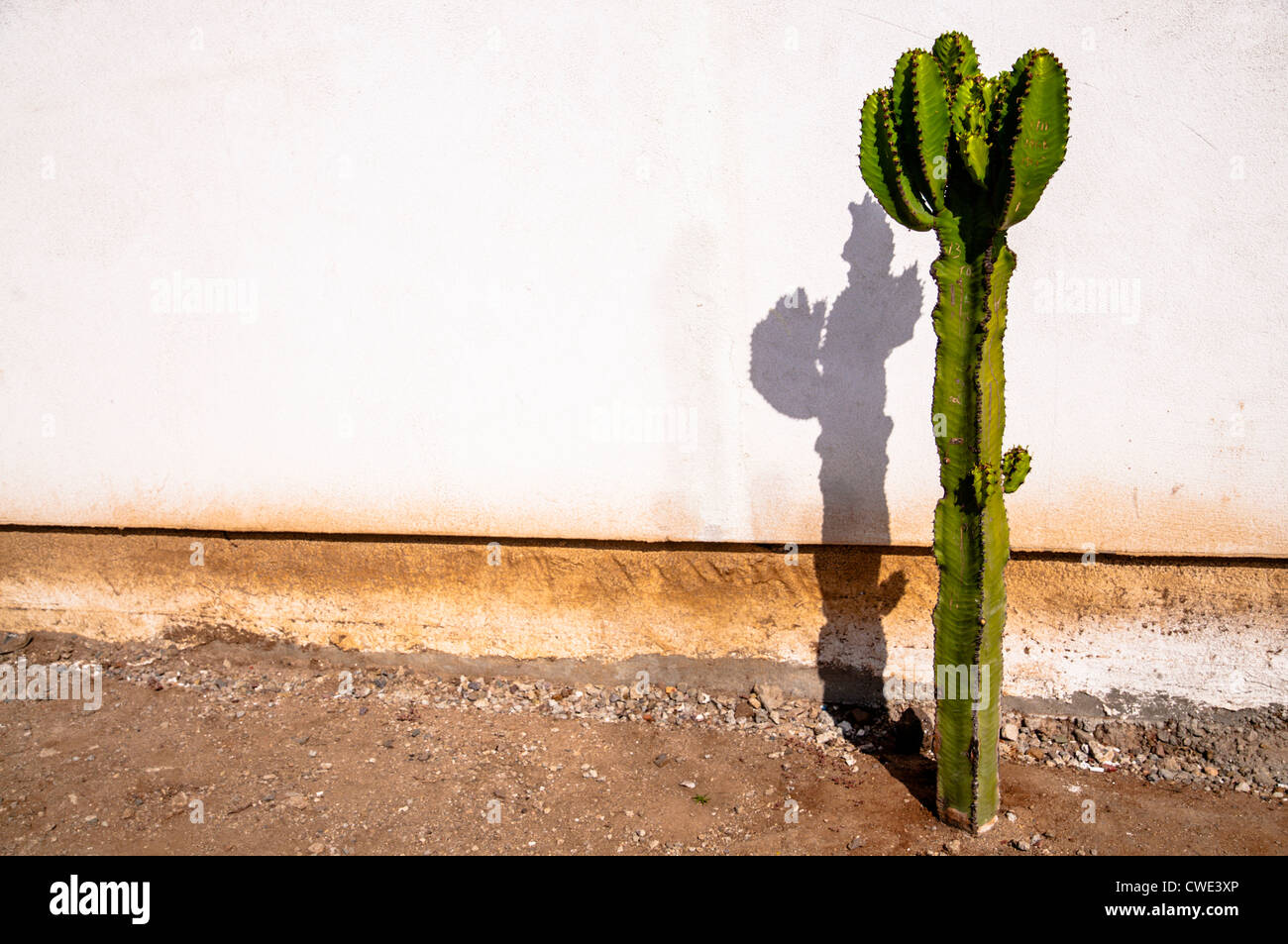 Cactus et d'ombre Photo Stock - Alamy