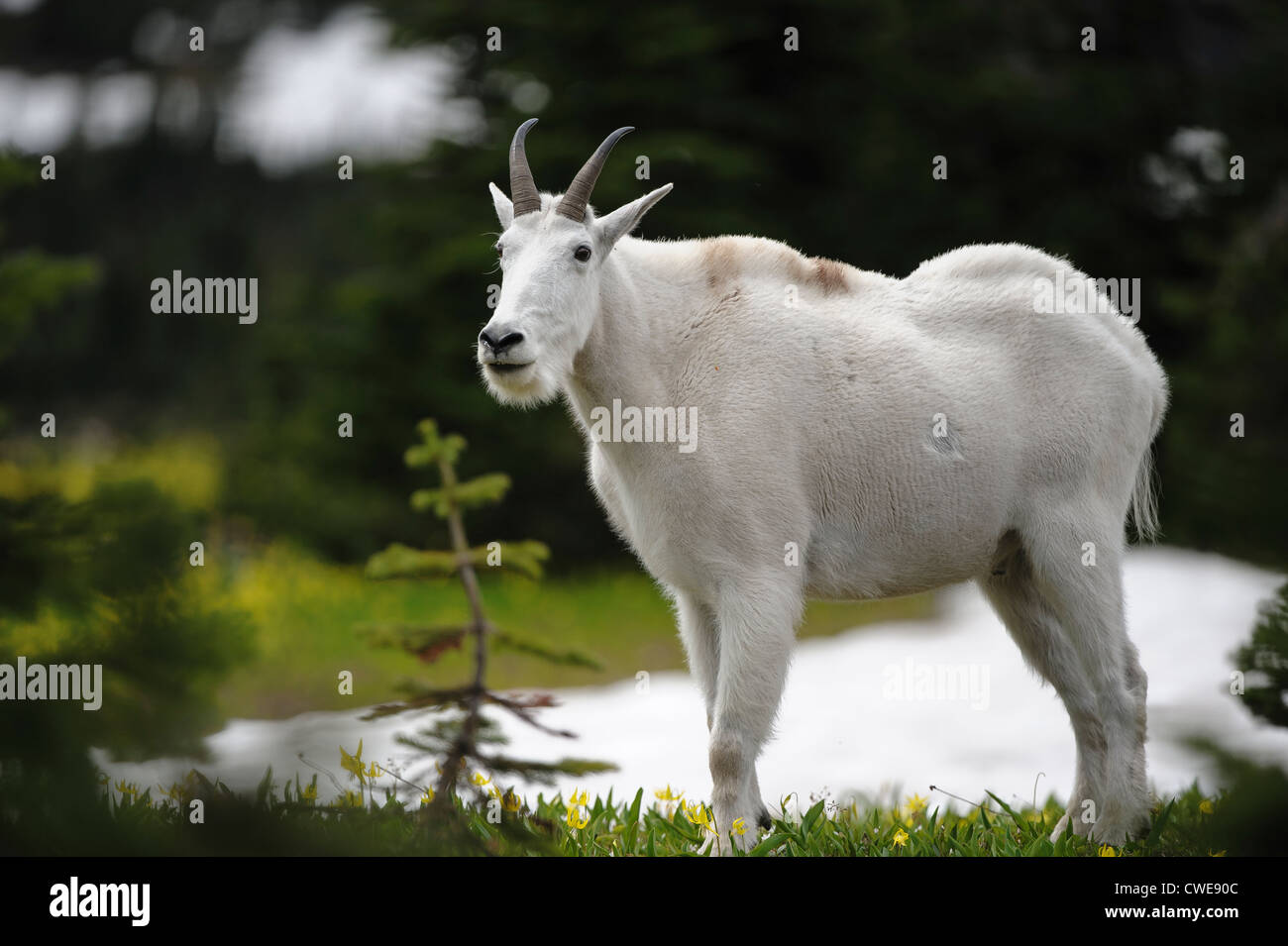 La Chèvre de montagne (Oreamnos americanus), Glacier National Park, Montana Banque D'Images
