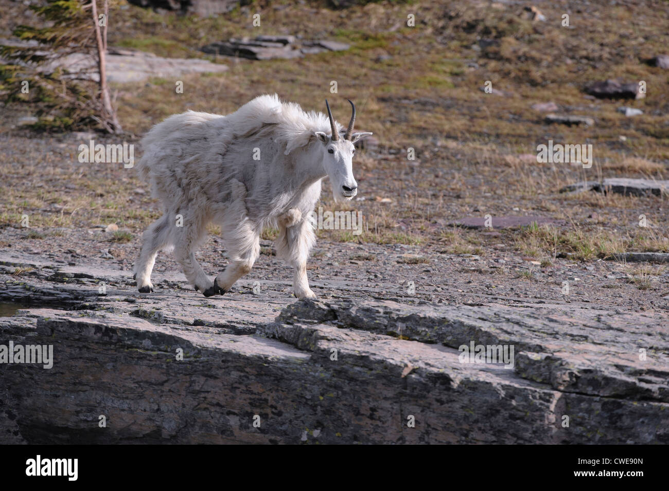 - La Chèvre de montagne Oreamnos americanus - Rocheuses du Nord Banque D'Images