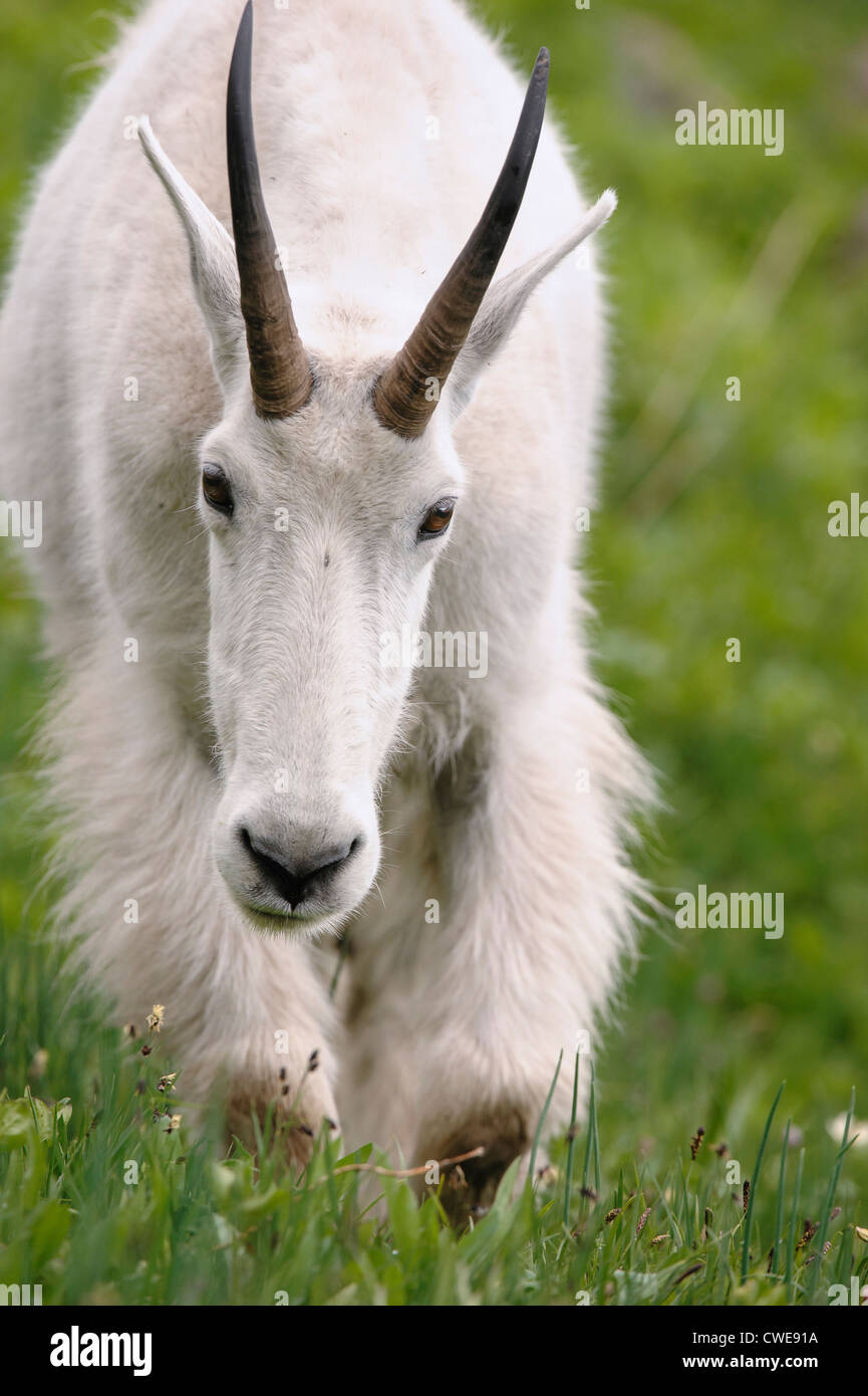 - La Chèvre de montagne Oreamnos americanus - Rocheuses du Nord Banque D'Images