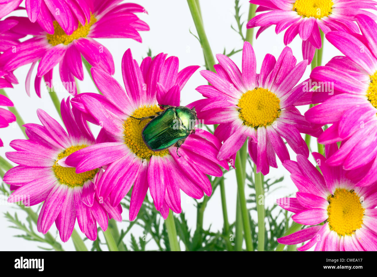 Vert émeraude du vrai bug s'asseoir sur les fleurs de rose rare marguerites. Art au point sélective forte. Pas isolé de droit Banque D'Images