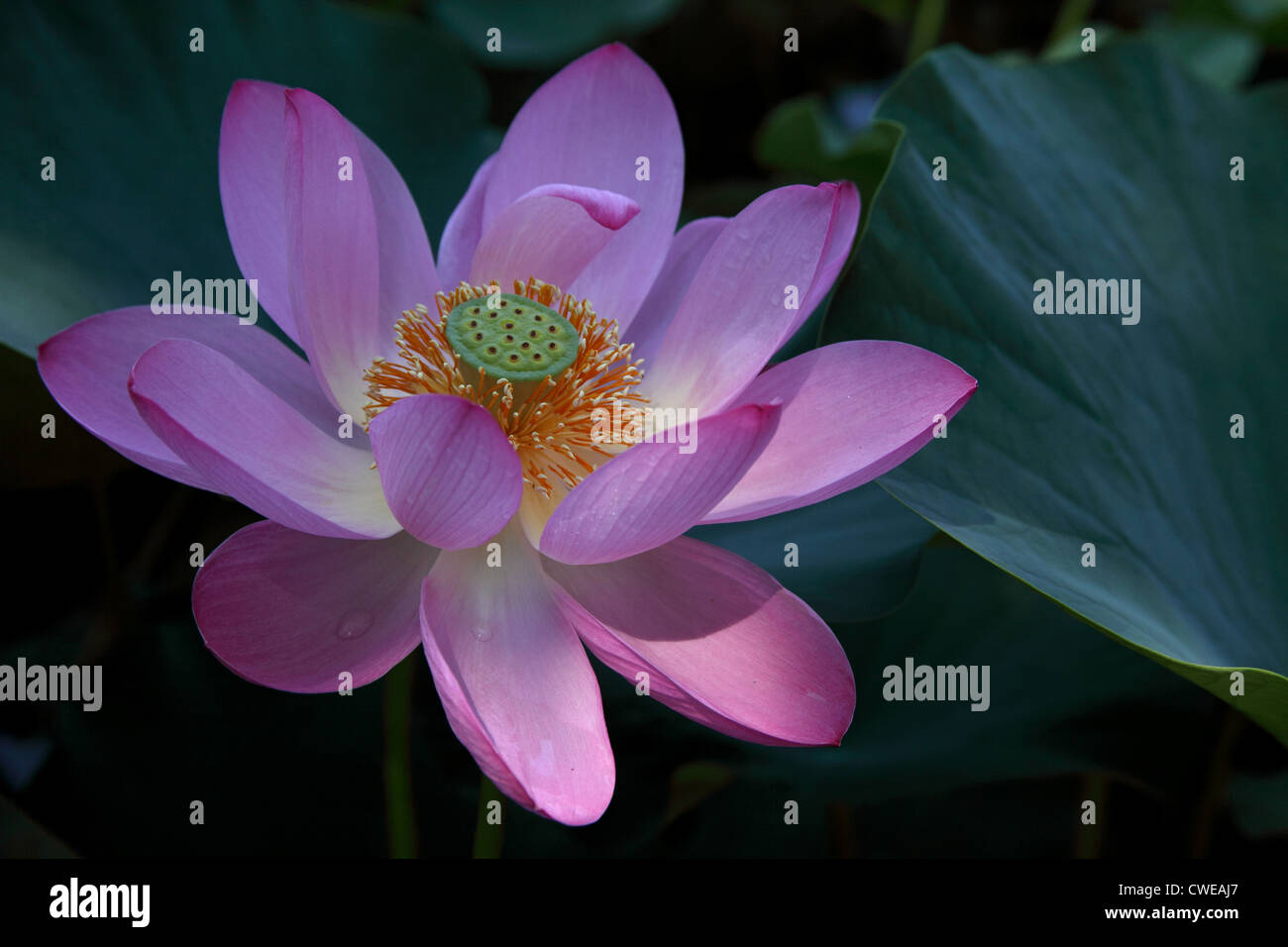 Lotus Rose brillant Banque D'Images