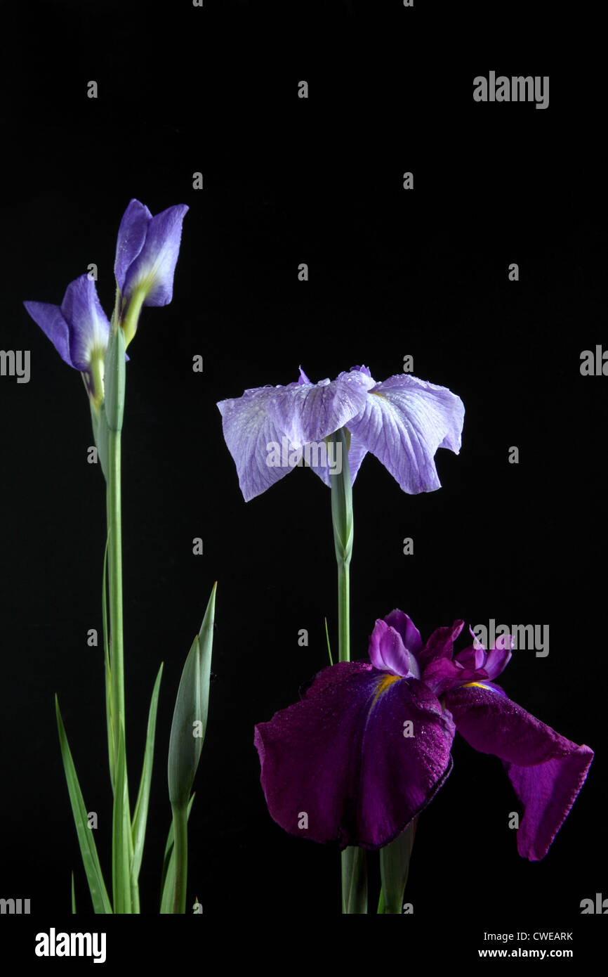 Fleurs violet et bleu sur fond noir Banque D'Images