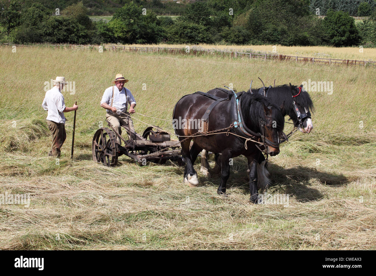 Couple de chevaux foin coupe Beamish Museum, Angleterre du Nord-Est, Royaume-Uni Banque D'Images