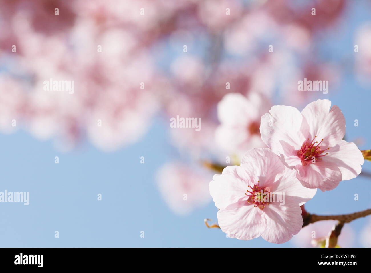 Voir portrait de fleurs de cerisier Banque D'Images