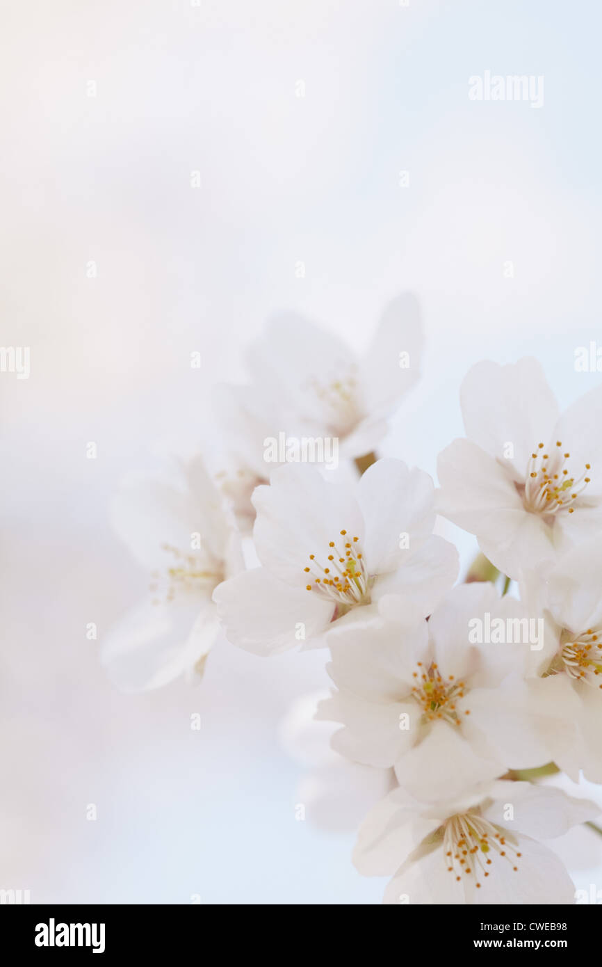 Voir portrait de fleurs de cerisier Banque D'Images
