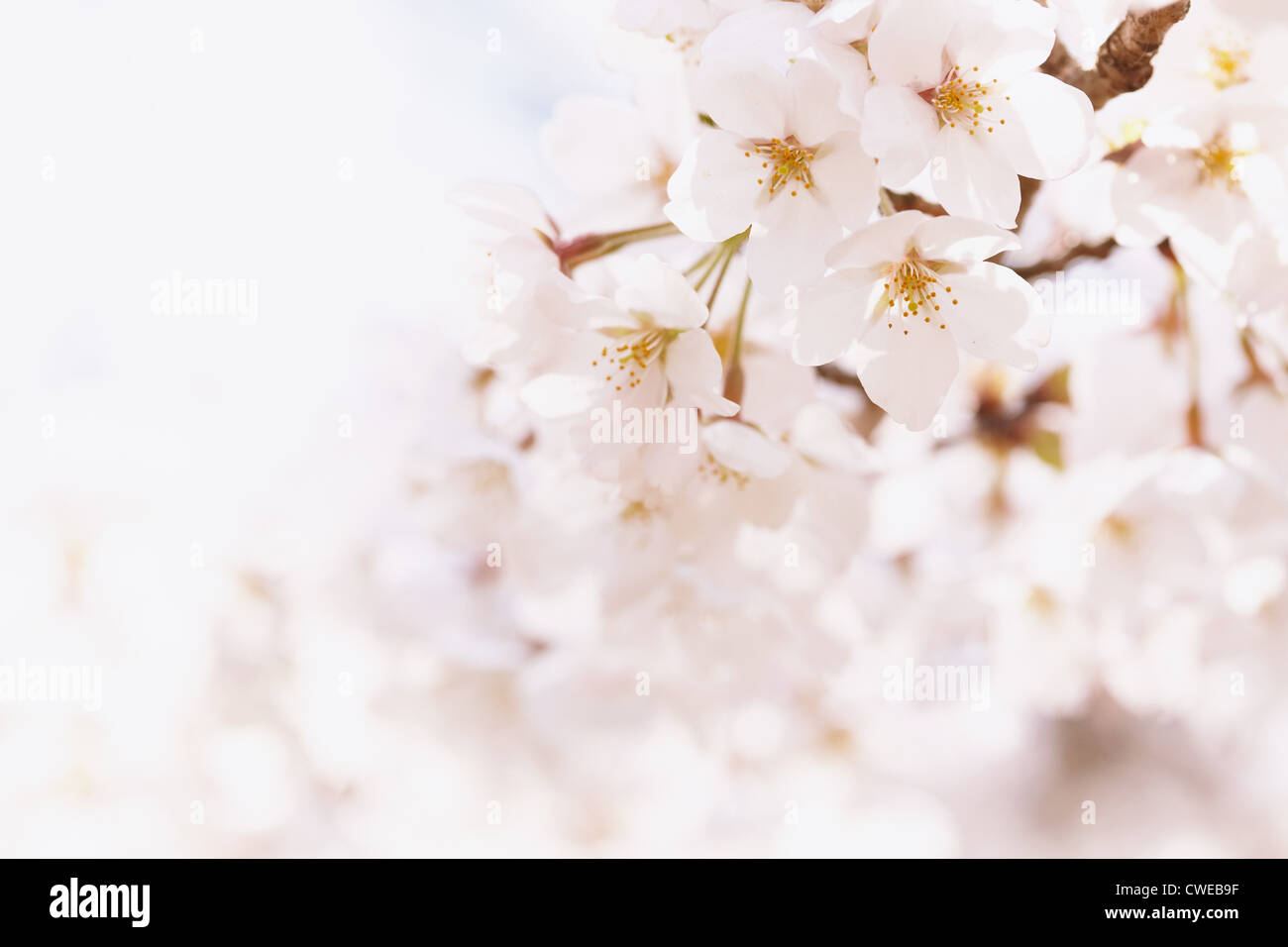 Voir portrait de fleurs de cerisier Banque D'Images