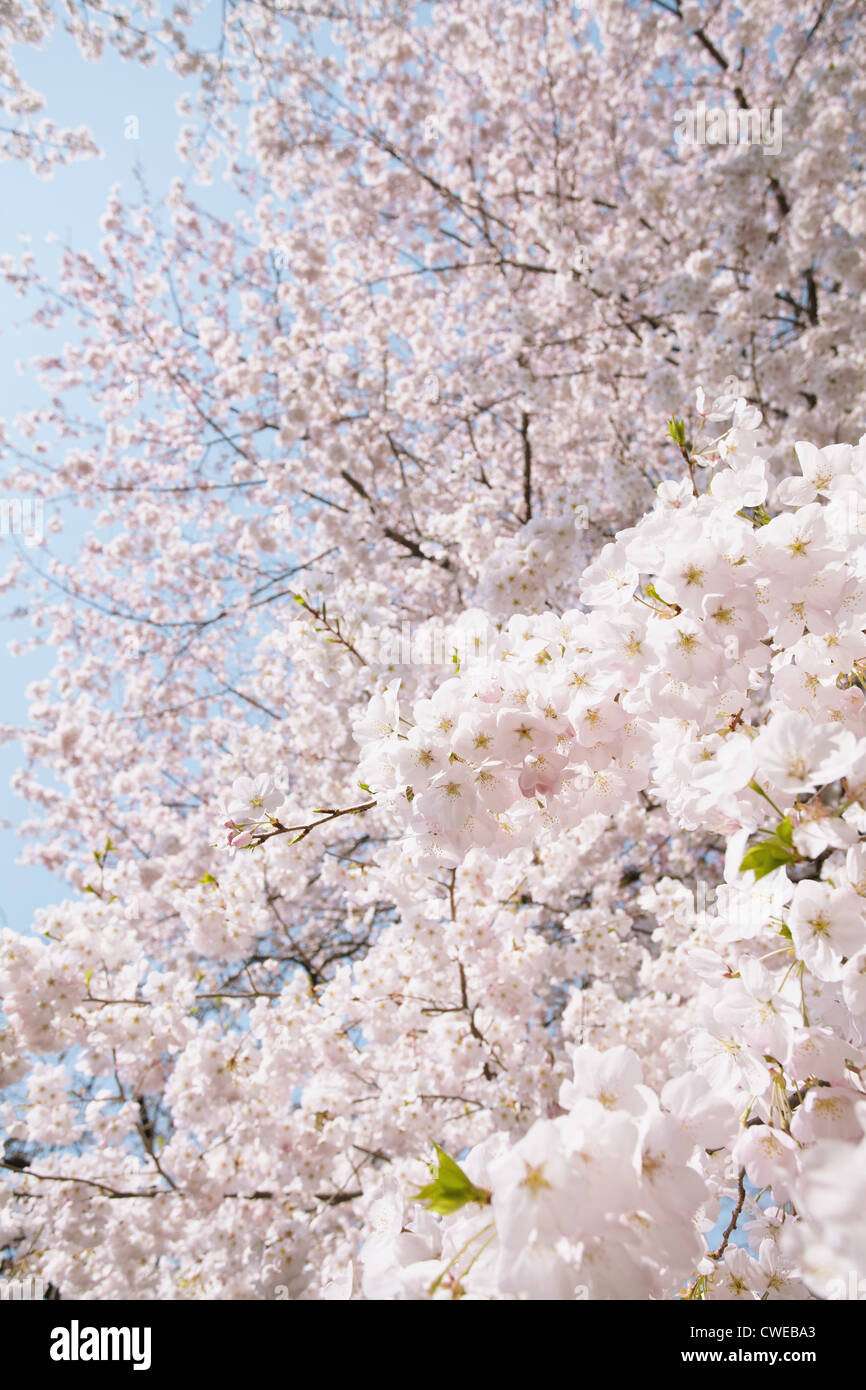 Voir portrait de fleurs de cerisier Banque D'Images