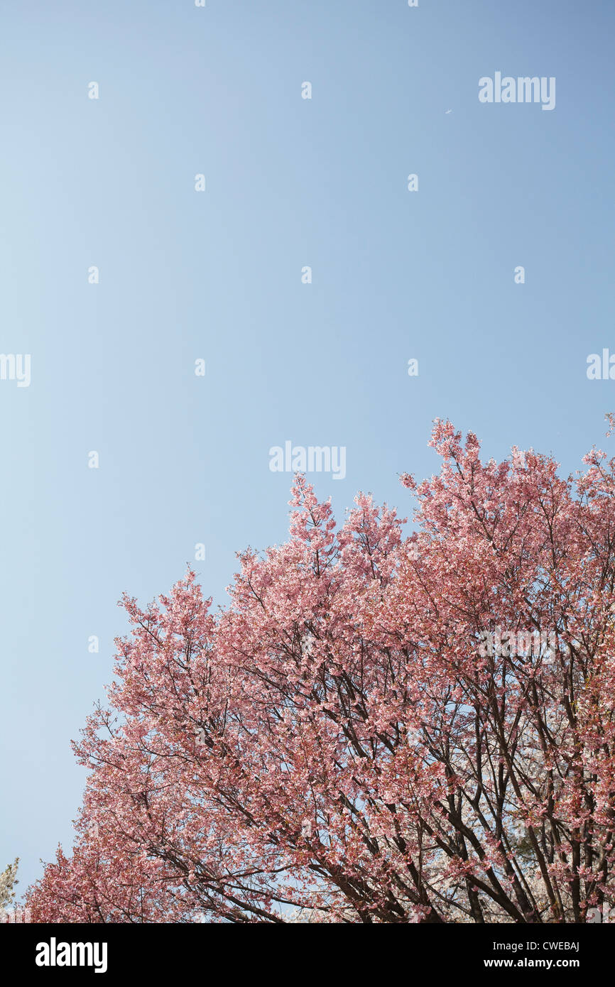 Cerisiers en fleurs Banque D'Images