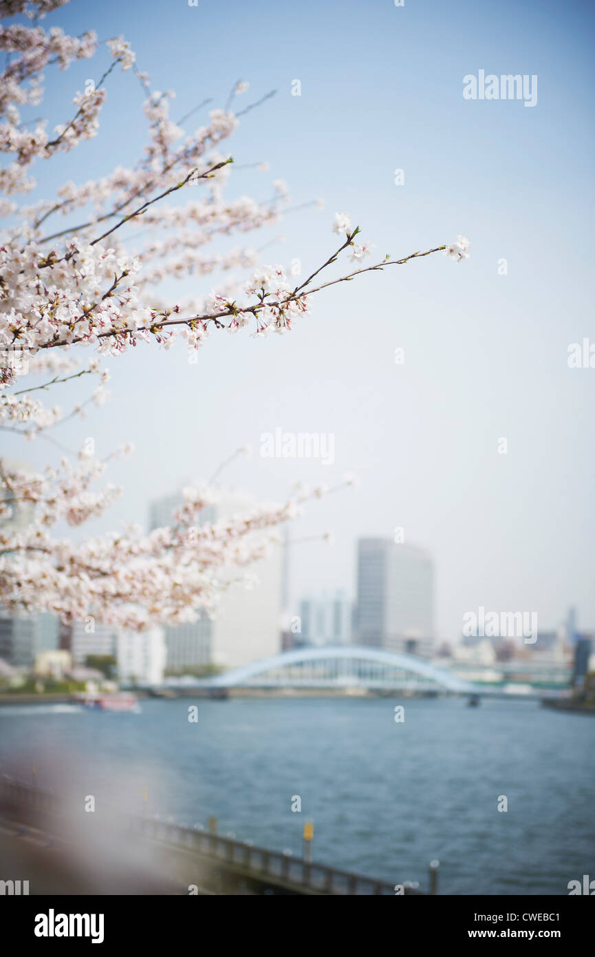 Les fleurs de cerisier et la ville en arrière-plan Banque D'Images