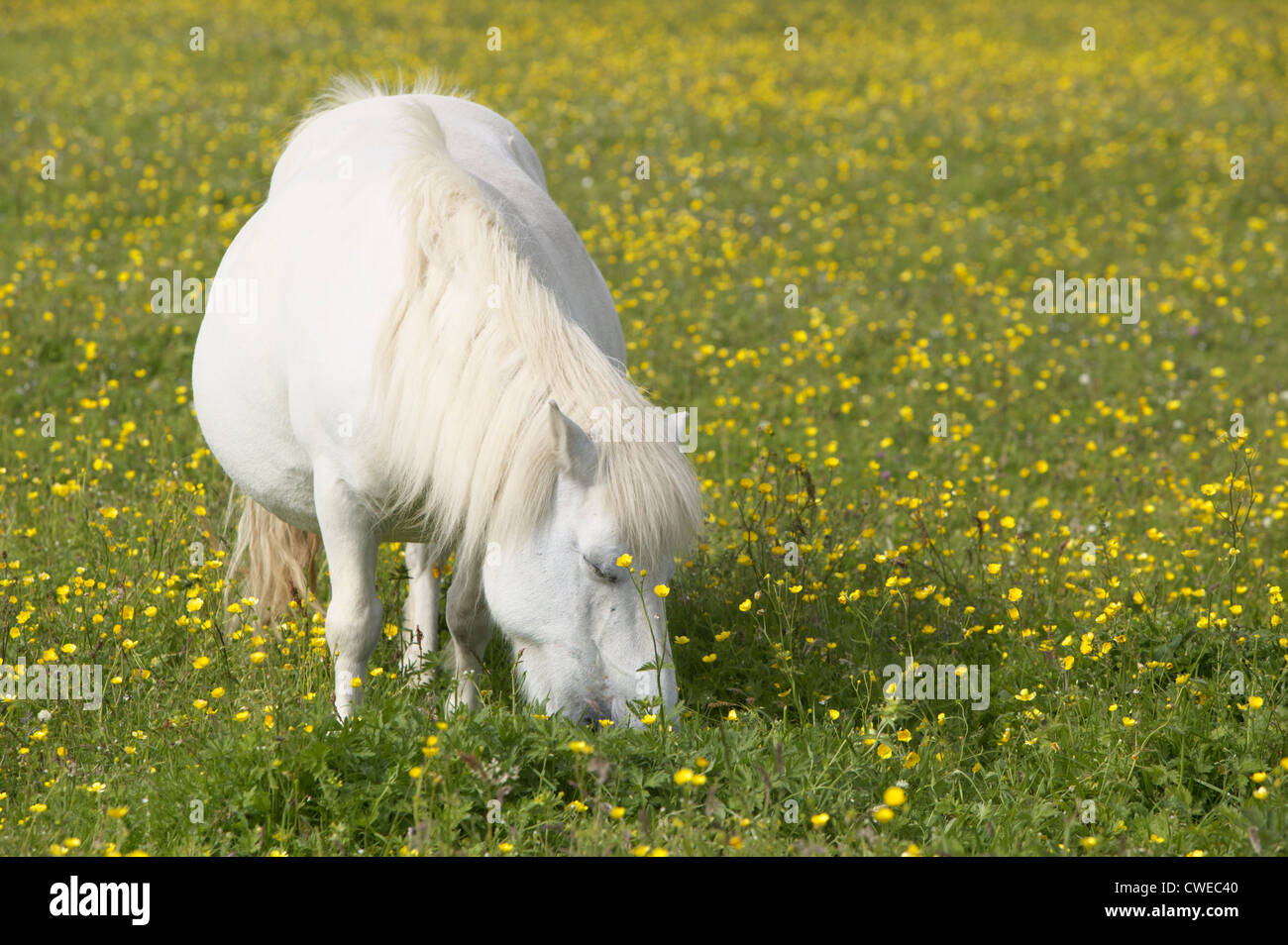 Poney Shetland mare, Unst, îles Shetland, Écosse, Royaume-Uni. Banque D'Images