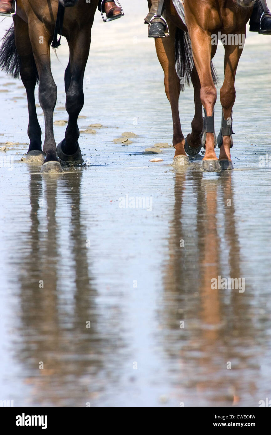 Hambourg, cavaliers sur les rives de l'Elbe Banque D'Images