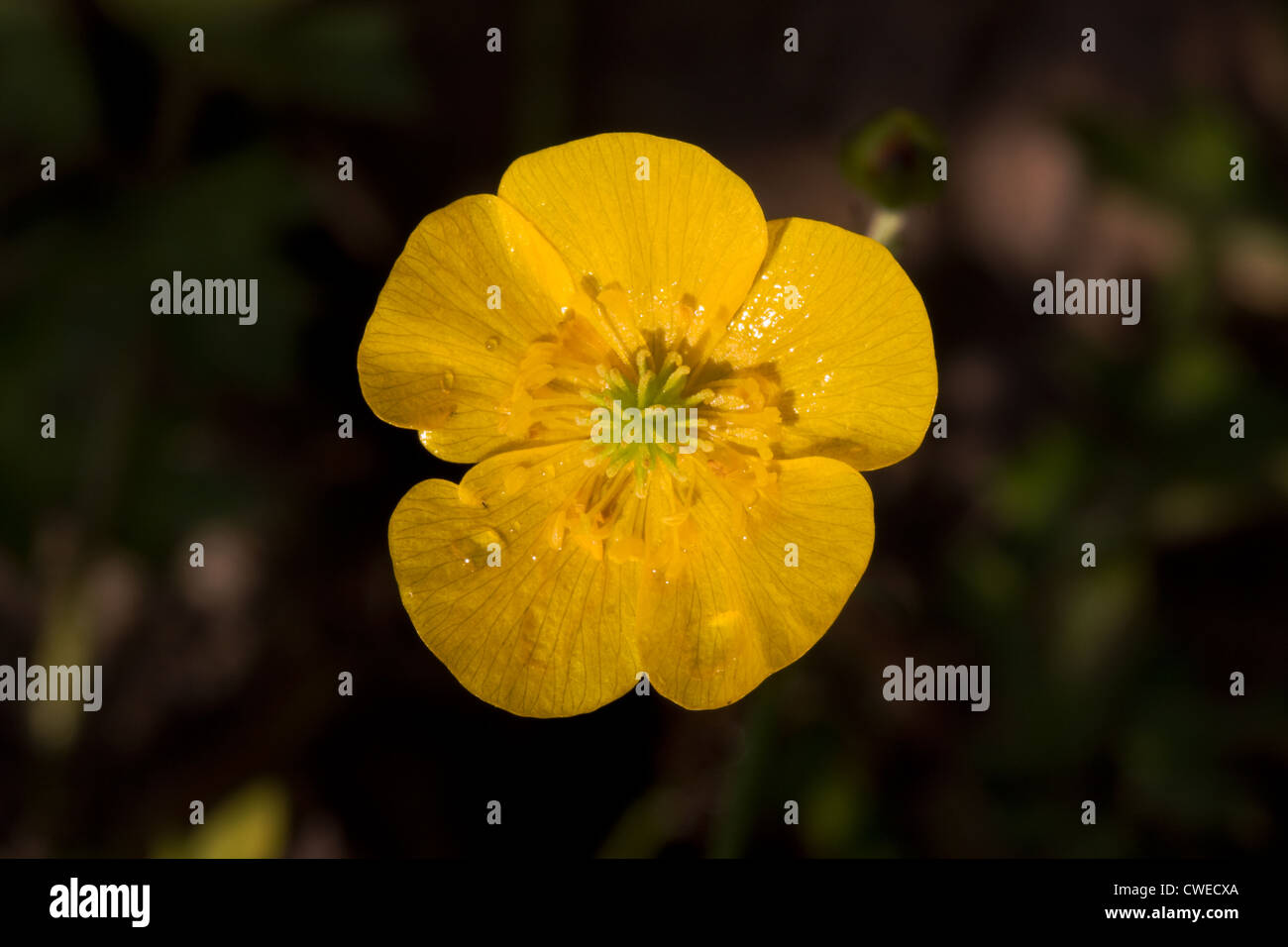 La renoncule rampante Banque D'Images