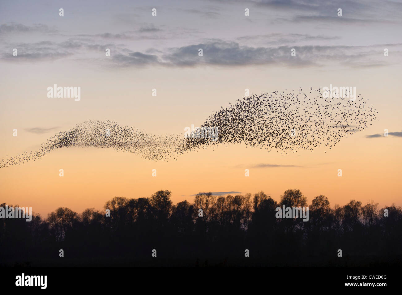 Troupeau d'étourneaux sansonnets (Sturnus vulgaris) l'assemblage pour se percher au crépuscule. Fen Drayton RSPB réserver dans le Cambridgeshire. Banque D'Images