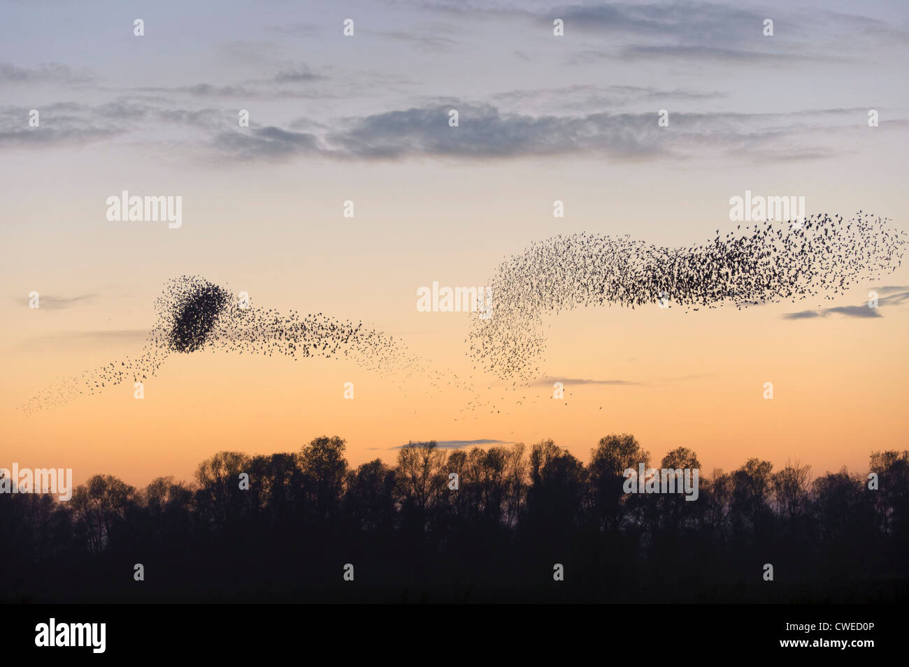 Troupeau d'étourneaux sansonnets (Sturnus vulgaris) l'assemblage pour se percher au crépuscule. Fen Drayton RSPB réserver dans le Cambridgeshire. Banque D'Images