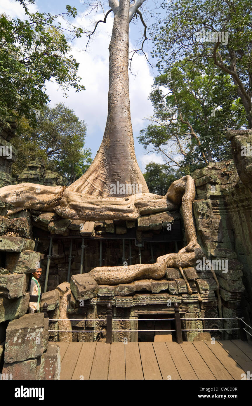 Close up vertical des racines d'un arbre Spung à travers les ruines de Ta Prohm aka Rajavihara ou Tomb Raider, temple Angkor Banque D'Images