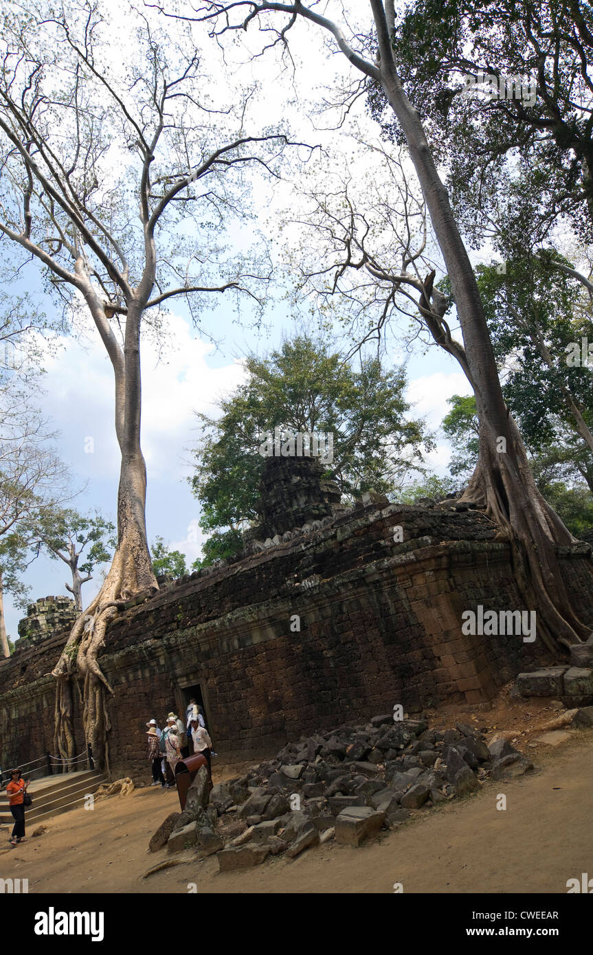 Vue verticale de la ruines à Ta Prohm temple à Siem Reap. Banque D'Images