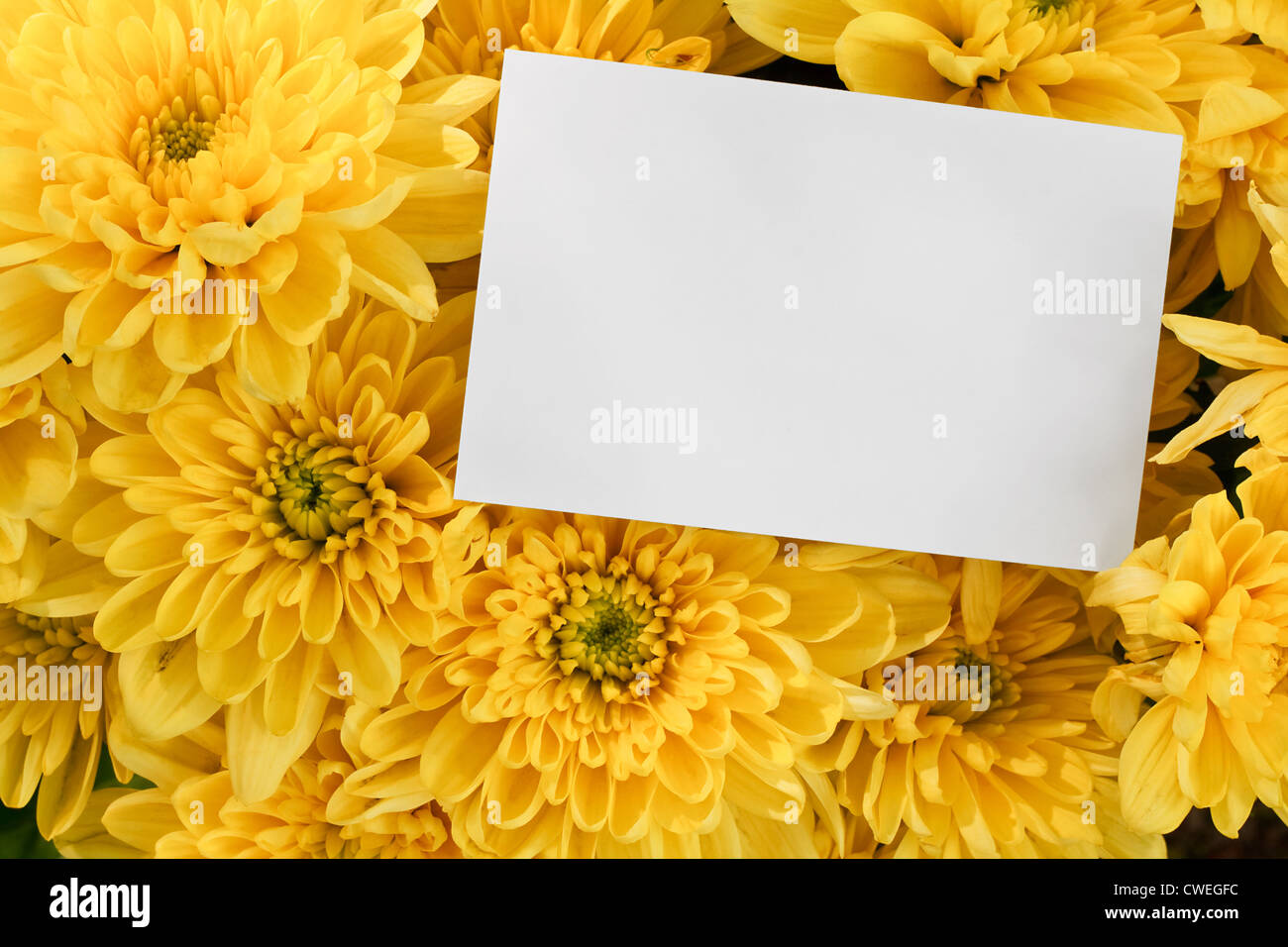 Chrysanthème bouquet floral background with blank carte de souhaits pour insérer votre message marketing ou les fleuristes branding Banque D'Images