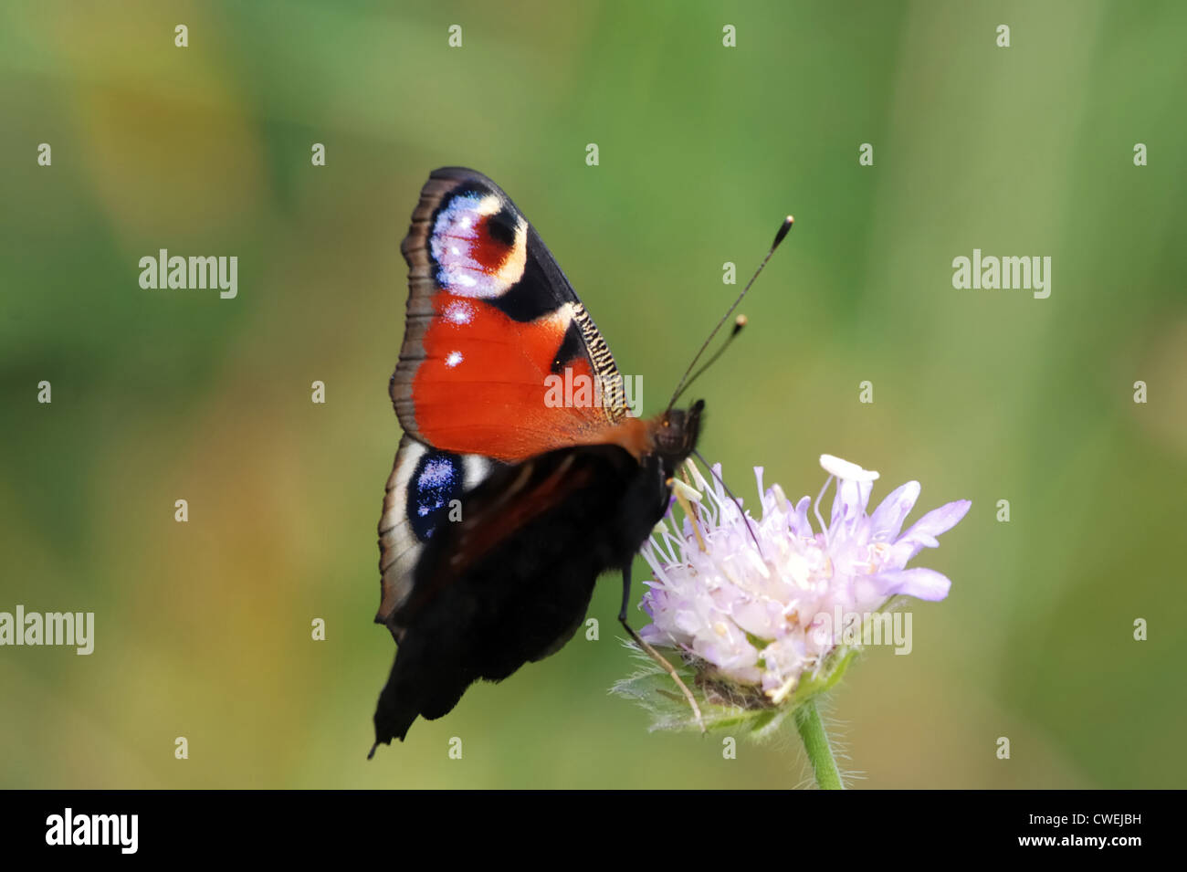 Peacock Butterfly (Inachis io) sur une fleur de field scabious (Knautia arvensis) Banque D'Images